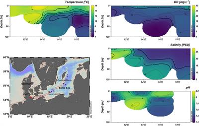 Spatial Distribution, Diversity, and Activity of Microbial Phototrophs in the Baltic Sea